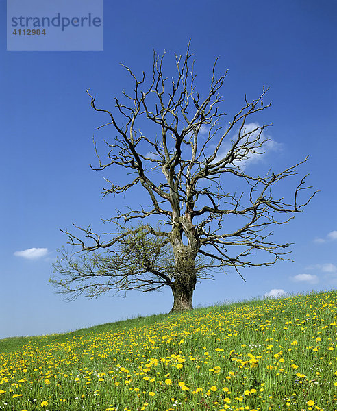 Abgestorbener Baum auf einer Frühlingswiese