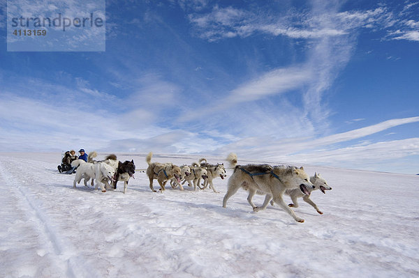 Schlittenhunde auf der Diskoinsel Grönland  Grönlandhunde