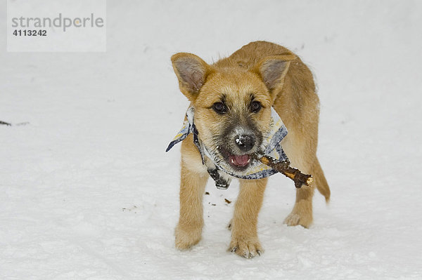 Mischlingshund im Schnee