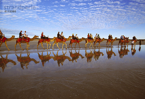 Kamelkaravane am Strand  Broome  Westaustralien  Australien