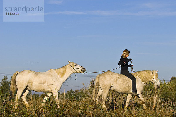 Weiße Pferde mit Reiter in der Camargue  Provence-Alpes-Cote d'Azur  Frankreich