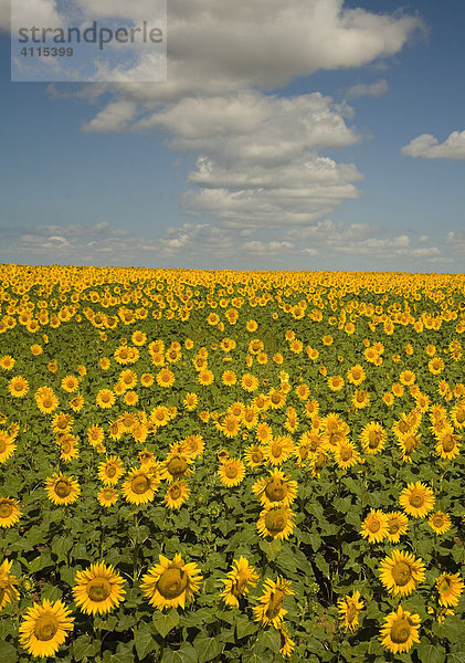 Sonnenblumenfeld  Sevastopol  Krim  Ukraine  Süd-Osteuropa  Europa