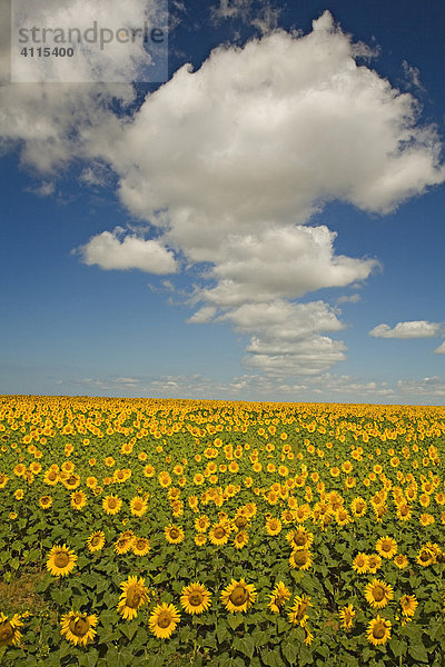 Sonnenblumenfeld  Sevastopol  Krim  Ukraine  Süd-Osteuropa  Europa