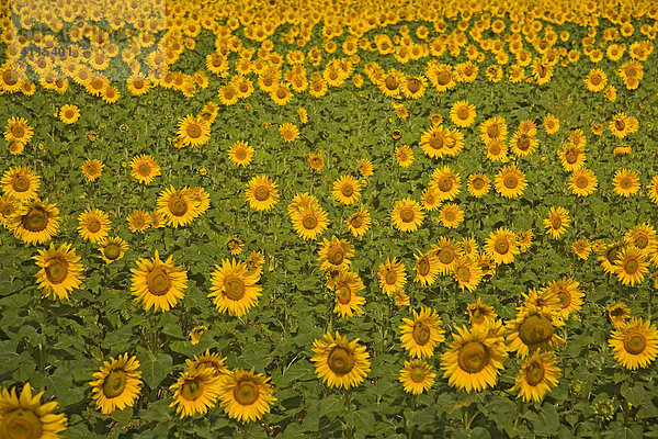 Sonnenblumenfeld  Sevastopol  Krim  Ukraine  Süd-Osteuropa  Europa