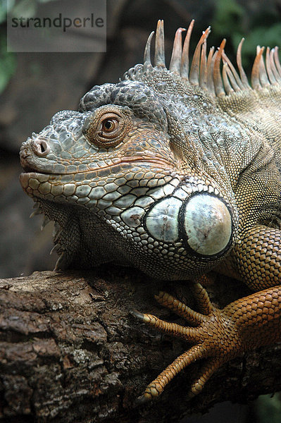 Grüner Leguan (Iguana iguana) im Vogelpark von Foz do Iguazu  Paran·  Brasilien