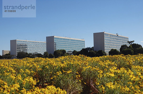 Ministerien hinter gelben Blumen im Regierungsviertel (dem Plano Piloto) der brasilianischen Hauptstadt Brasilia  Brasilien