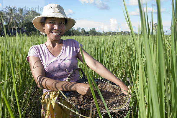 Lachende Bäuerin bringt natürlichen Dünger in einem Reisfeld aus  Takeo Province  Kambodscha