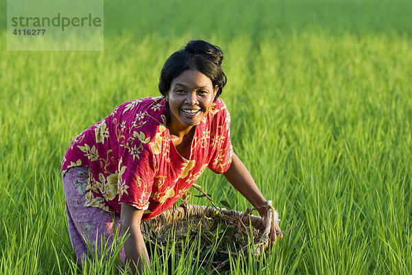 Bäuerin  lachend  jätet Unkraut in einem Reisfeld  Takeo Province  Kambodscha