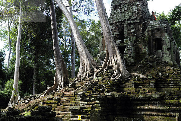 Tempel Preah Palilay  überwachsen von Tropenriesen  Angkor Thom  Angkor  Kambodscha