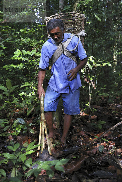 Sammler von Paranüssen (Castanheiro) im Amazonas-Regenwald  Amapa  Brasilien