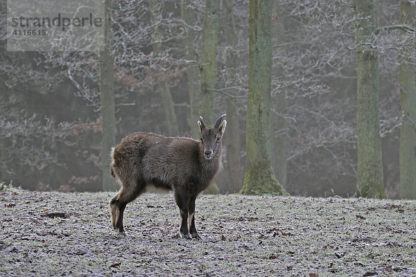 Steinwild capra ibex Tierpark Weilburg  Hessen  Deutschland