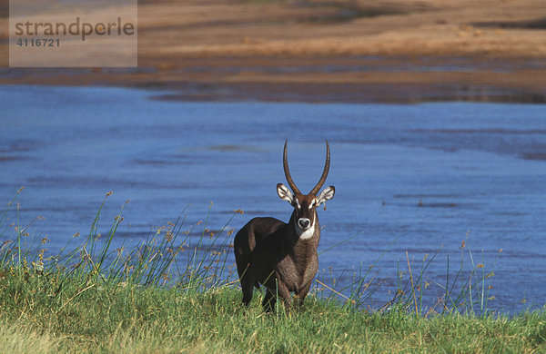 Wasserbock in Samburu  Kenia (lat. Kobus ellipsiprymnus)