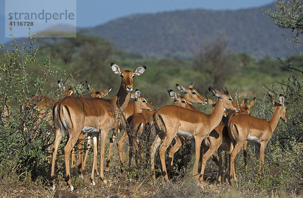 Schwarzfersen Impala  Masai Mara  Kenia (lat. Aepyceros melampus)