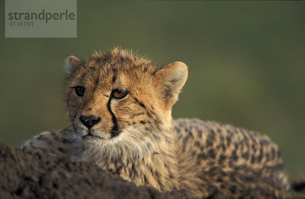 Geparden-Jüngling  Masai Mara  Kenia  (lat. acinonyx jubatus)