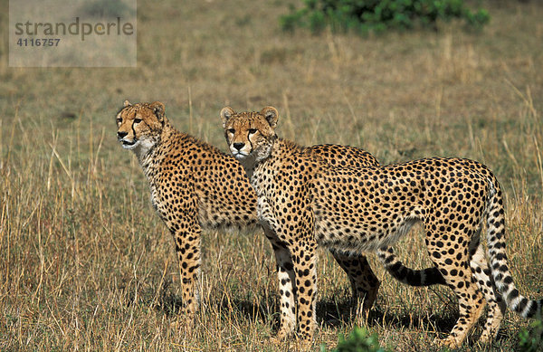 Geparden  Masai Mara  Kenia  (lat. acinonyx jubatus)