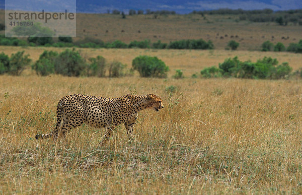 Gepard  Masai Mara  Kenia  (lat. acinonyx jubatus)