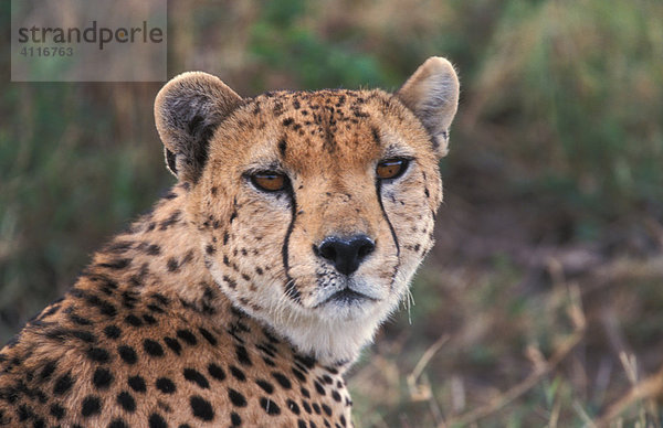 Gepard Masai Mara  Kenia  (lat. acinonyx jubatus)