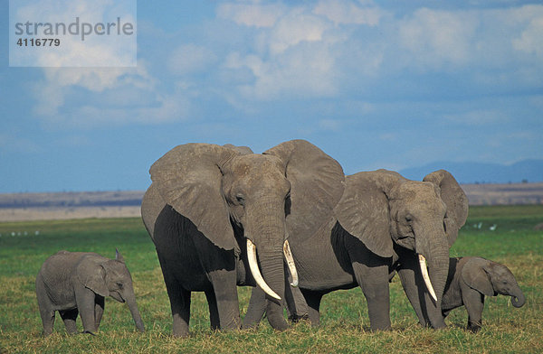 Elefantenfamilie im Amboseli  Amboseli-NP  Kenia  (lat loxodonta africana)