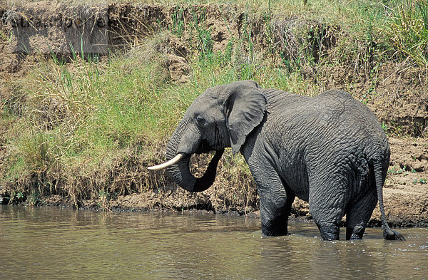Elefant  Masai Mara  Kenia  (lat loxodonta africana)