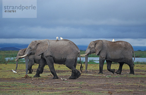 Elefanten Amboseli-NP  Kenia  (lat loxodonta africana)