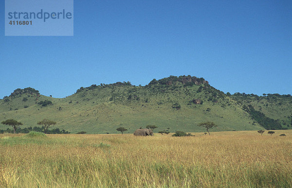 Elefanten im Samburu  Kenia  (lat. loxodonta africana)