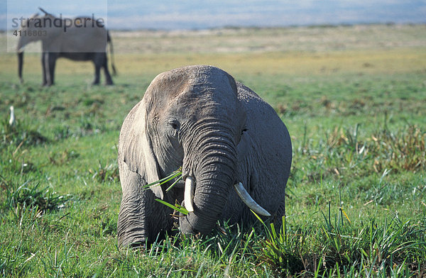Elefanten in Amboseli  Kenia  (lat. loxodonta africana)