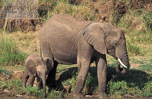 Elefanten am Fluss  Masai Mara  Kenia  (lat loxodonta africana)