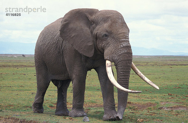 Elefant  Amboseli-NP  Kenia  (lat loxodonta africana)