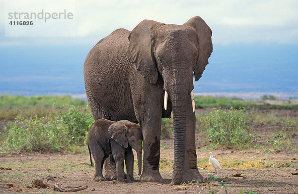 Elefanten  Mutter mit Kind  Samburu-NP  Kenia  (lat loxodonta africana)