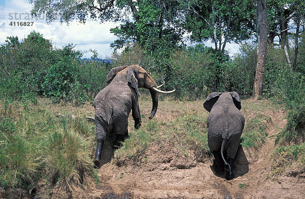 Elefanten am Ufer  Masai Mara  Kenia  (lat loxodonta africana)