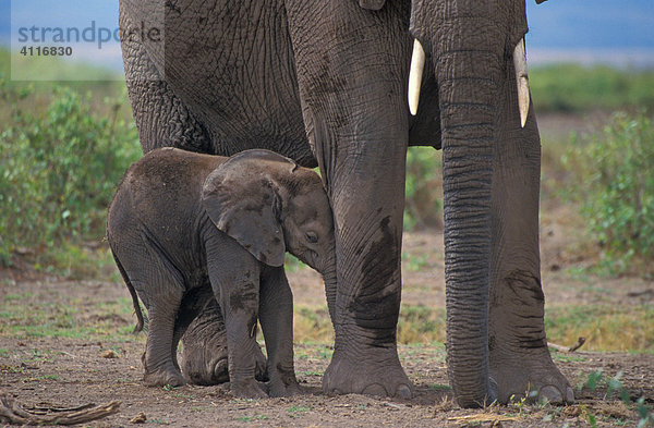 Elefant  Baby  Amboseli-NP  Kenia  (lat loxodonta africana)