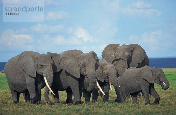 Kleine Elefantenherde  Amboseli-NP  Kenia  (lat loxodonta africana)