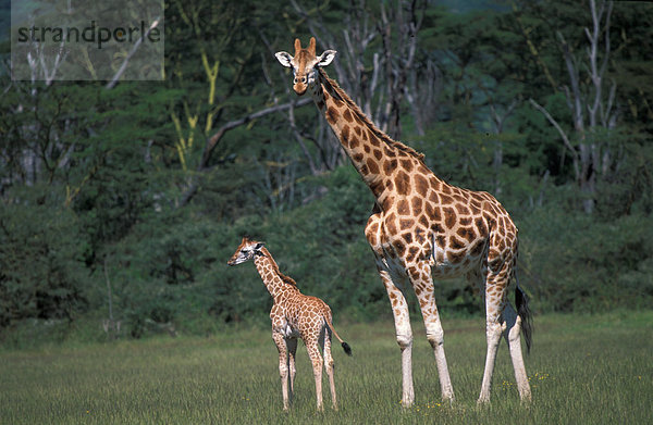 Giraffenfamilie  Nakuru  Kenia  (lat. giraffa rothschiuldi)