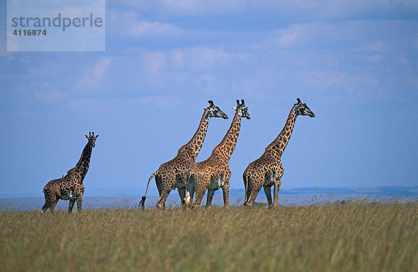Giraffen  Masai Mara  Kenia  (lat. giraffa camelopardis)
