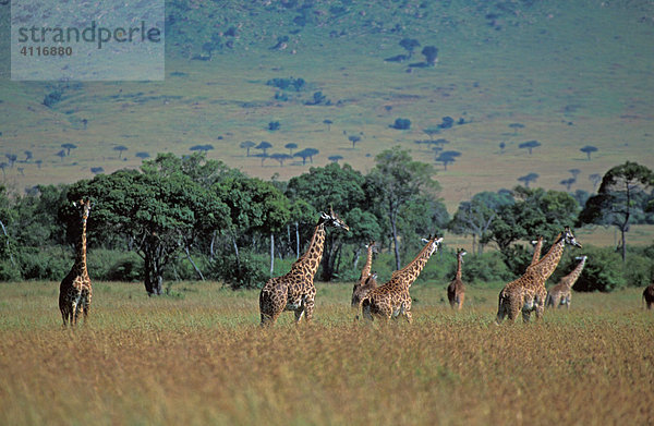 Giraffenherde  Masai Mara  Kenia  (lat. giraffa camelopardis)