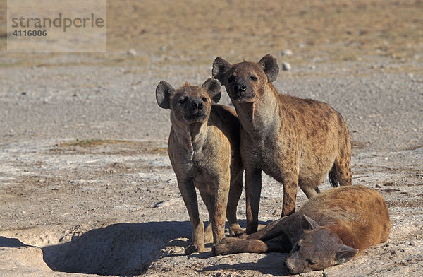 Hyänenfamilie  Amboseli NP  Kenia (lat. Crocuta crocuta)