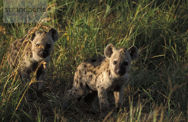 Junge Hyänen  Masai Mara  Kenia (lat. Crocuta crocuta)