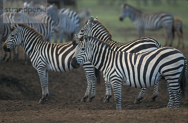 Steppenzebras  Masai Mara  Kenia (lat. equus burchelli)