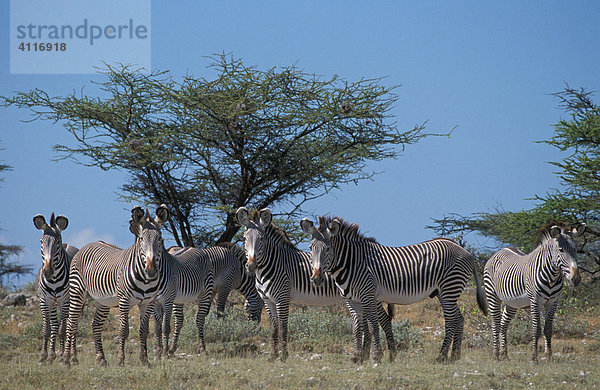 Grevyzebra  Samburu  Kenia  (lat. equus grevyi)