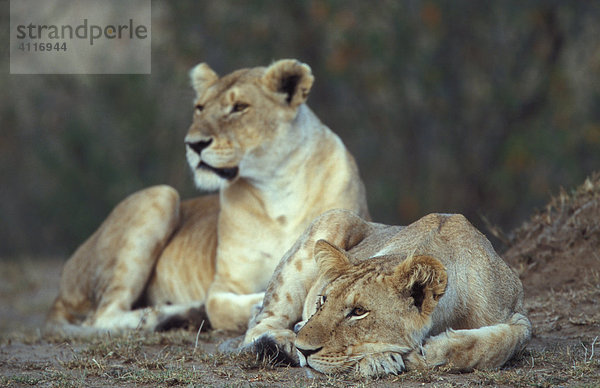 Löwinnen  Masai Mara  Kenia (lat. panthera leo)