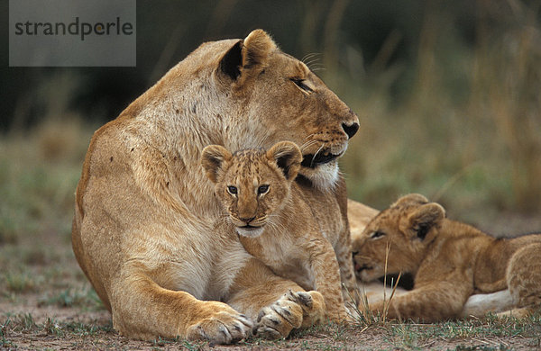 Löwenfamilie  Masai Mara  Kenia (lat. panthera leo)