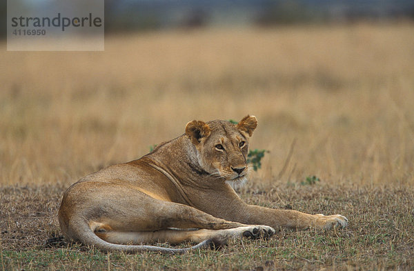 Ruhende Löwin  Masai Mara  kenia  (lat. panthera leo)