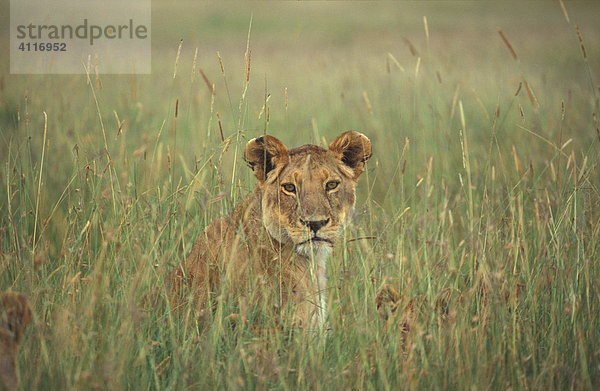 Löwin im Gras  Masai Mara  Kenia (lat. panthera leo)