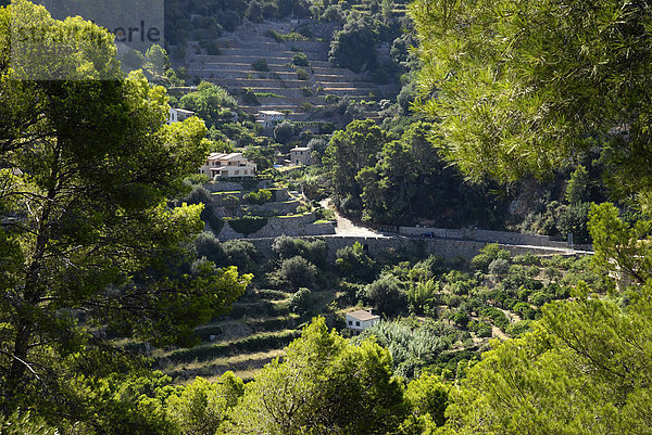 Terrassendorf Banyalbufar  Nordwestküste  Mallorca  Spanien