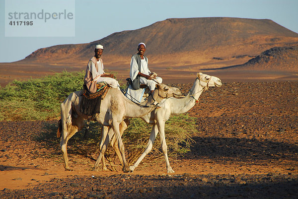 Nomaden auf Kamelen  Meroe  Sudan