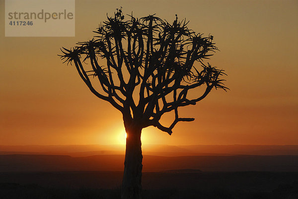 Köcherbaum im Sonnenuntergang  Fish-River-Canyon  Namibia