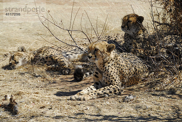 Geparden unter einem Busch  Otjototongwe Cheetah Farm  Kamanjab  Namibia