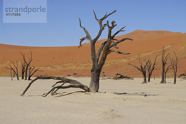 Tote Bäume  Deadvlei  Namib-Naukluft-Park  Namibia