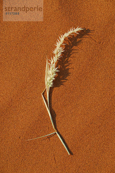 Trockener Grashalm im Sand  Namib-Naukluft-Park  Namibia