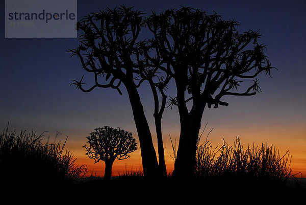 Köcherbaum im Sonnenuntergang  Fish-River-Canyon  Namibia